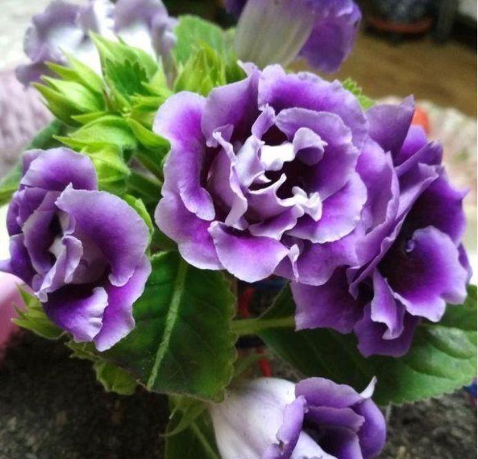 小花|几款小花，便宜又好养，花美色艳，耐寒易打理，轻松开爆盆