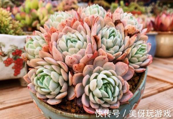 想不到这种多肉植物也是有香味的,家里养了的朋友赶紧闻闻