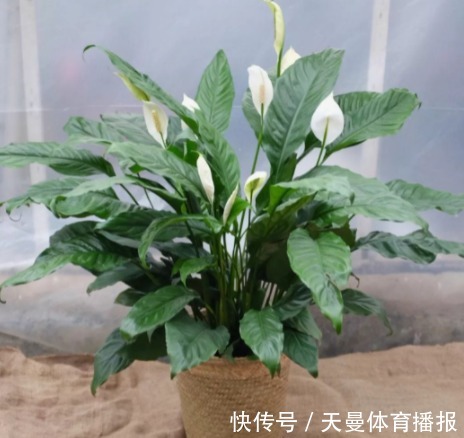 红掌|红掌、白掌太难养？这两种养护截然不同，不要当普通绿植去养