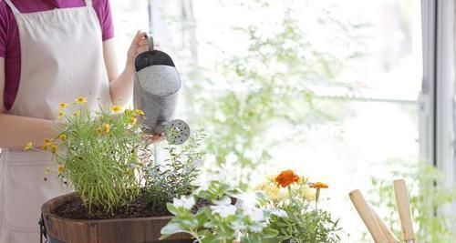 冬天养花,远离“3种水”,浇一次,黄叶一大片