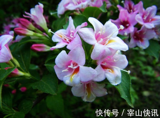 小白|此花花色绚丽,花朵犹如一簇缀满彩霞的锦带,寓意着人生绚烂多姿