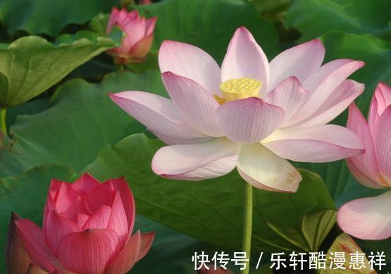 生肖龙|9月下旬，吉星庇佑，4属相贵人相助，日子越过越红火，富贵多金