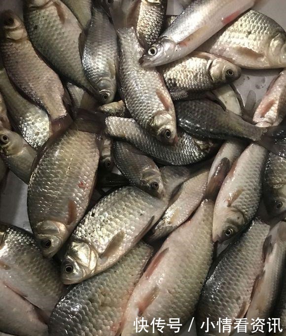 野钓连杆双飞的秘密勤抽窝、多放口、以鱼诱鱼！