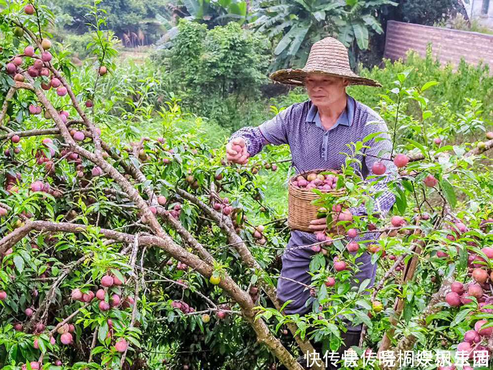 古人|果皮果肉全是红色，古人称它为“肝之果”，6月过错它太可惜