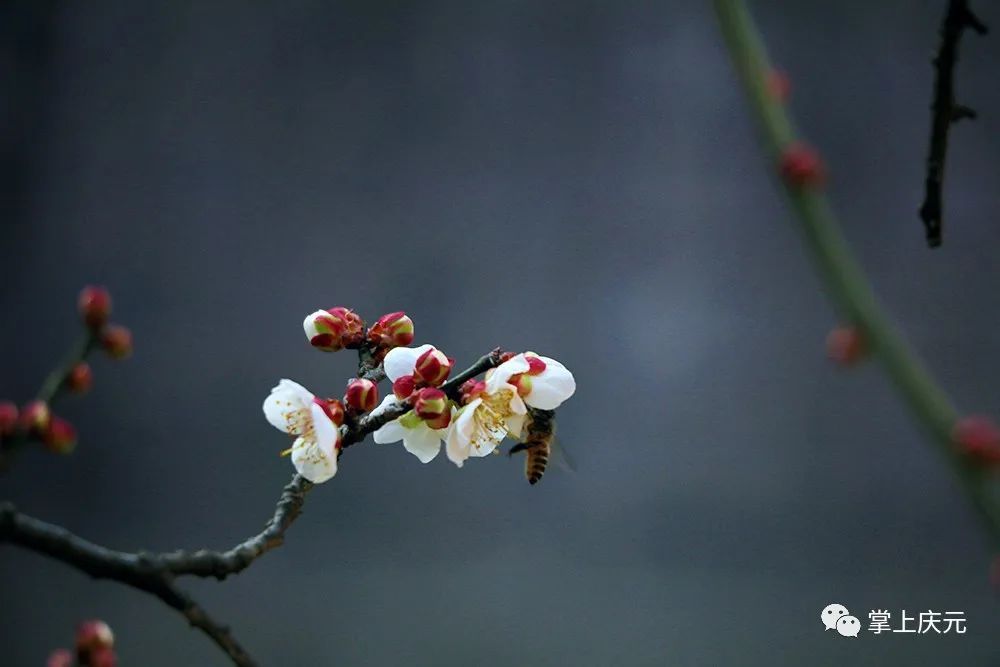 梅花|快看！濛洲公园的梅花开了