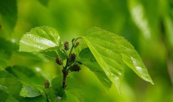 桑葉泡水喝好處多,但以下禁忌很重要,為了家人健康早點了解