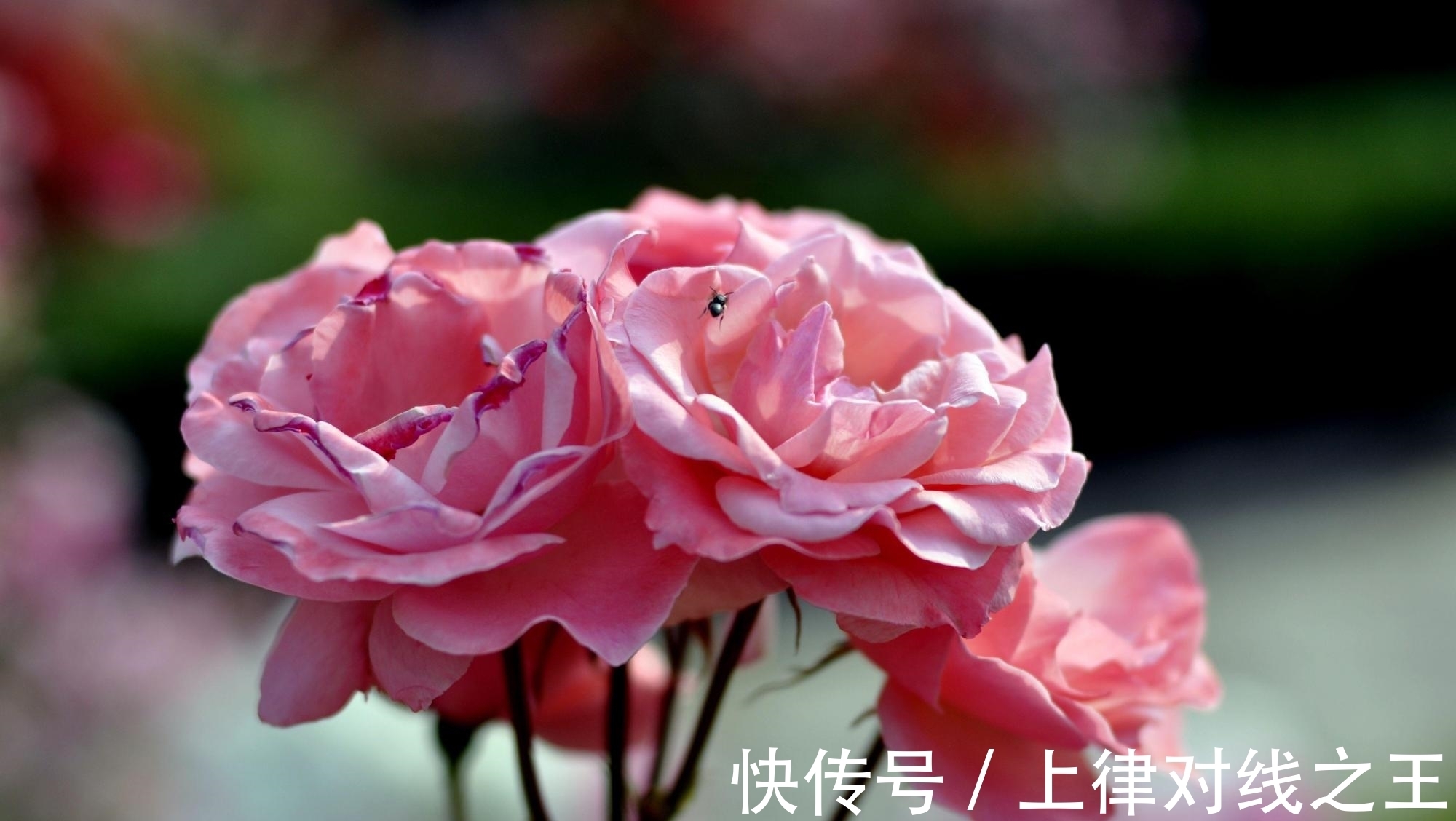 刚买回家的花,不到2周就枯萎了,什么原因造成的?