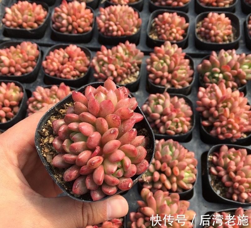 红宝石多肉，你养的对得起红宝石这个名字吗