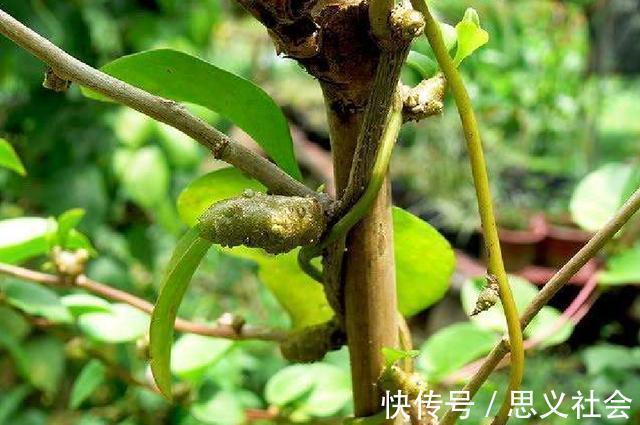 药用价值|外来物落葵薯,曾是人们讨厌的杂草,如今成餐桌美味大受欢迎