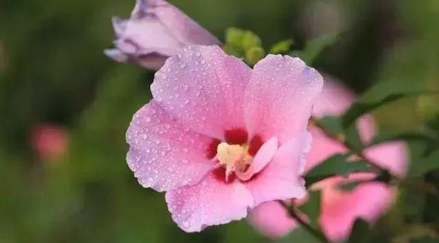 最适合家人养的四种花,健康长寿又养心!