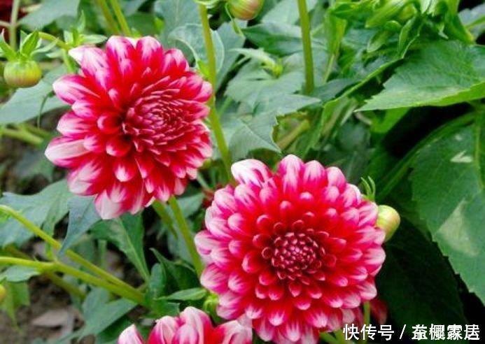 4种花是爆盆能手,开起花来拦不住,花色繁多易爆盆,娇艳欲滴