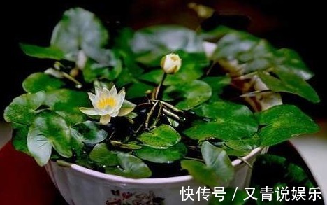 铜钱草|不懂浇水,那就养这两种花卉,一浇水就可以爆盆,深受人们喜爱