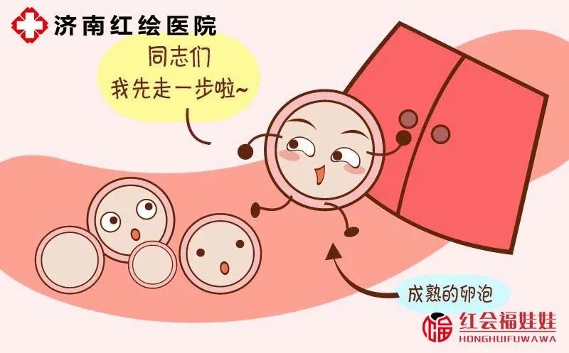 卵巢早衰|两个卵巢，为何一侧在排卵，一侧在冬眠？