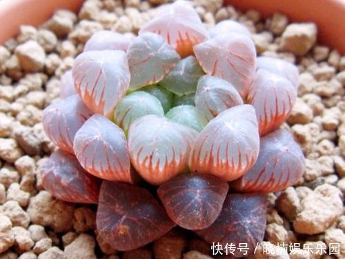 肥厚|给多肉喂2种肥水,15天喝一次,叶片圆滚滚,长成肉墩子!