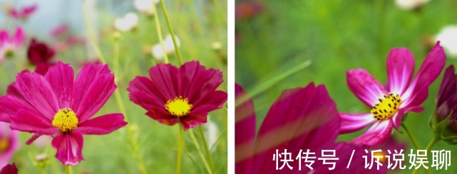 格桑花|嶲州陌上格桑花开，君可静静赏矣。