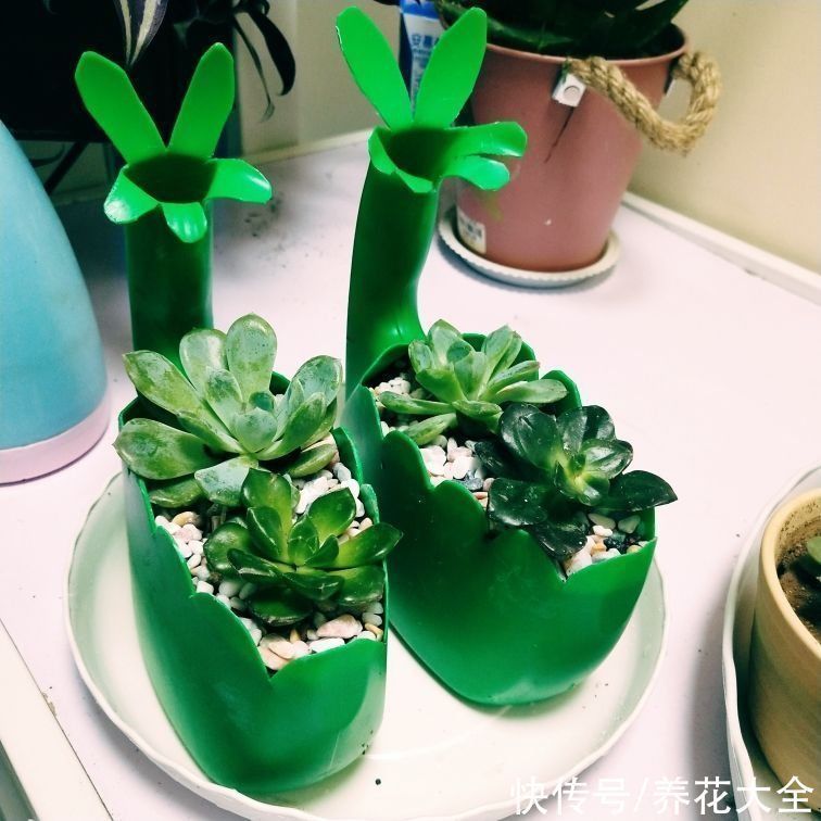 花盆|扔掉家里这些垃圾,就是扔钱,拿来养花特好用