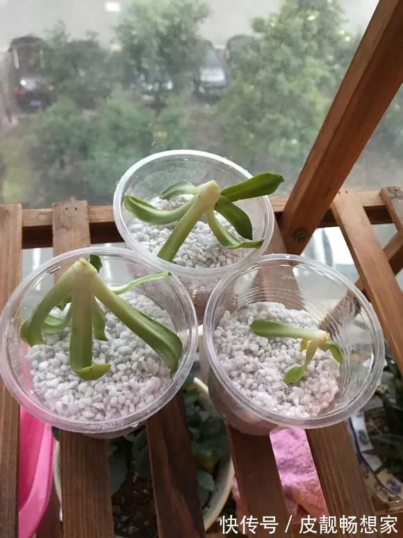 5种花快扦插,生根超快,1周长出大白根,新手也能插得活