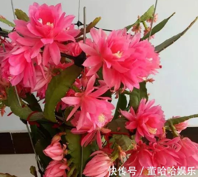 1种仙人掌,好养又漂亮,一次能开出100个花,比荷花还漂亮!