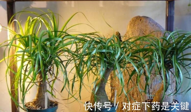 阳台上|为懒人准备的6种盆栽花卉, 一两个月忘记浇水也能活得滋润！