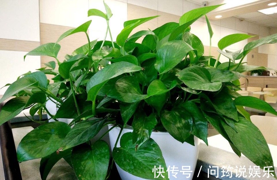养花|家中养花不要乱，6种“镇宅花”可以养，2种“破财花”不能养