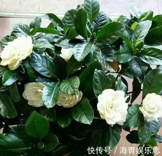 养花缺少磷钾肥学会自制技巧，往花盆里放一点养啥植物都旺