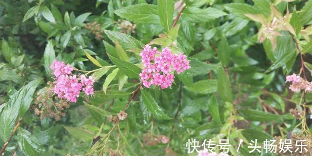 这几种路边常见的野花,小巧惹人喜爱,不用管就长成小花球