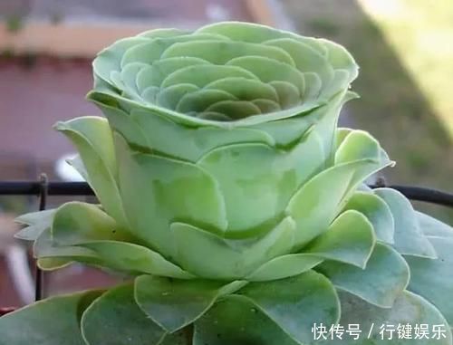 10种长相很怪异的盆栽植物,都很适合养在花盆里