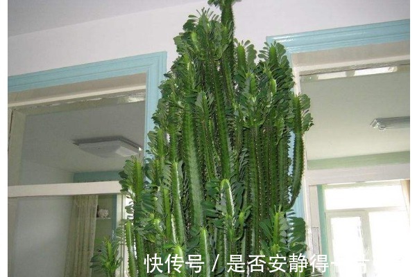 以下4种“转运”花,家里必须养一盆,旺运招财日子越过越好!
