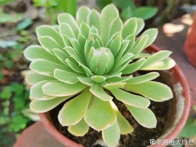 仙客来|公认难养的20种花,养一盆死一盆,下次还敢买