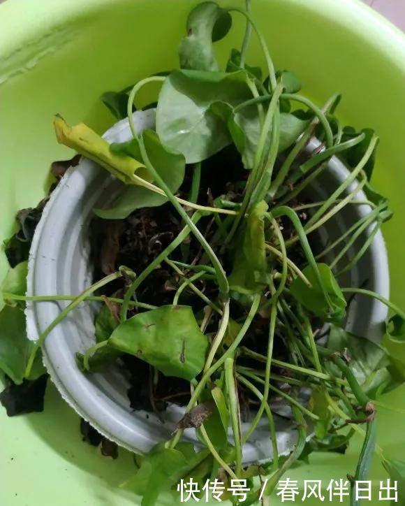 养花别乱放,家里有几处,空着也别放,放一盆死一盆