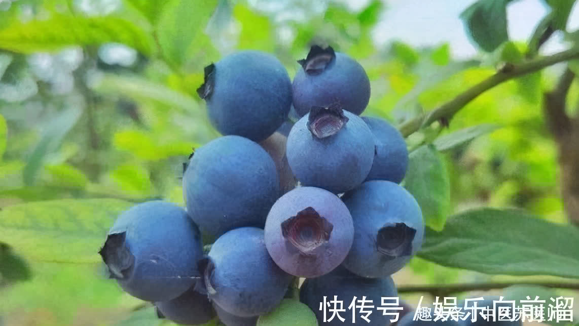 蒜蓉蒸茄子|立秋后，以下食物多吃点，排毒护肝，保护血管，肌肤年轻细腻