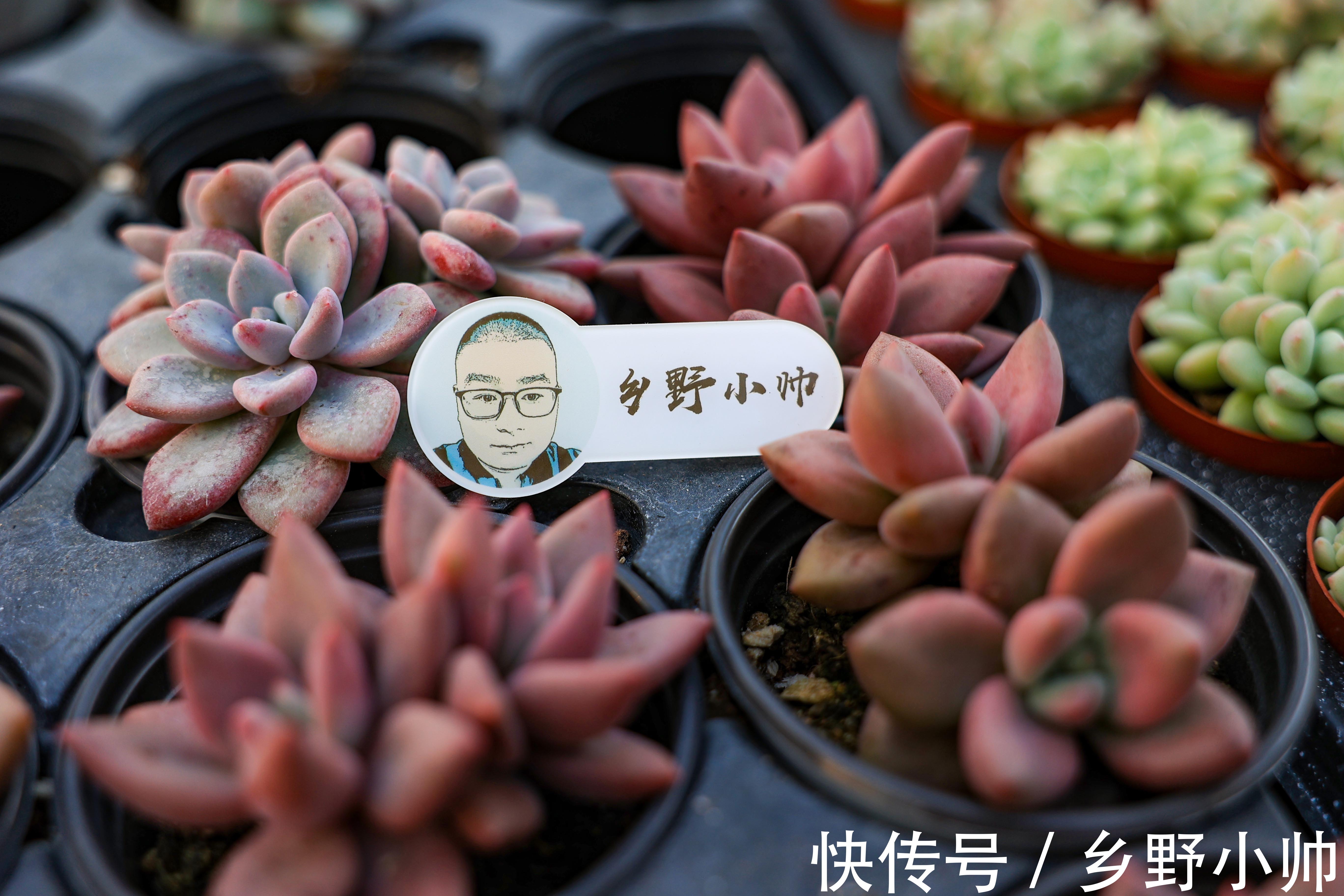 如何让多肉快速服盆?不同季节都应该怎么管理?受那些因素影响?