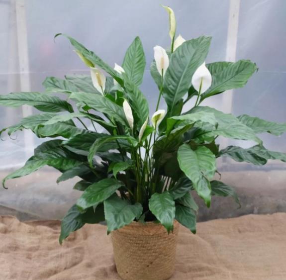 耐阴花|北阳台空荡荡不好看?摆上5种耐阴花,不晒太阳也能绿油油