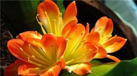 特别|这5种花养家里,既观叶又观花,关键还“有益”健康