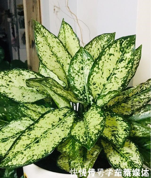 铁线蕨|12种耐阴花，适合养在卫生间里，光不好也能呼呼长！