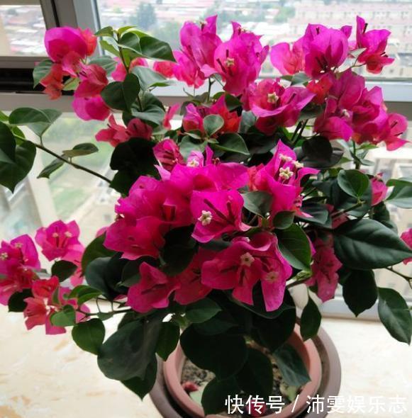 一年四季|修剪三角梅,记住“3字口诀”,侧芽多,花苞多,开花爆盆很简单