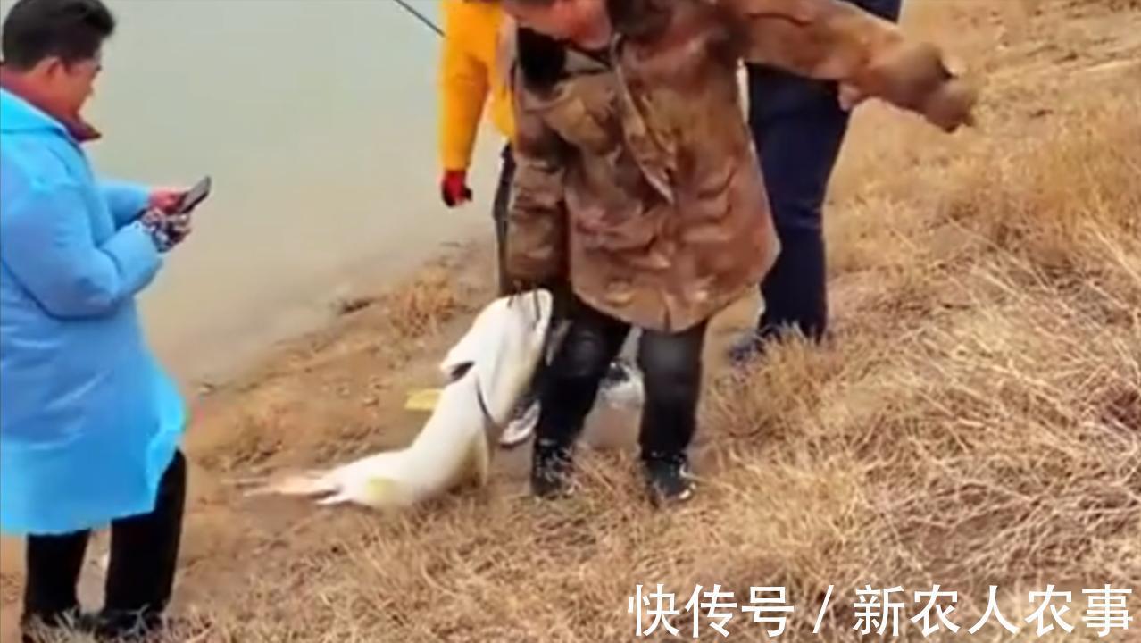 湖南一男子在湘江里野钓，意外收获58斤的大鱼，直接在地上拖着走