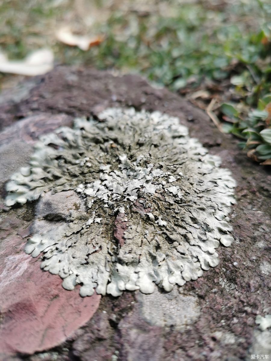 老年|【爱卡踏青季】迎春·大洪山踏雪赏花