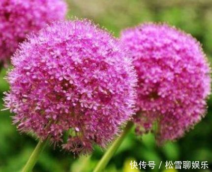 4种花被称为开花王，沾土就活，越热开花越多，养护简单漂亮