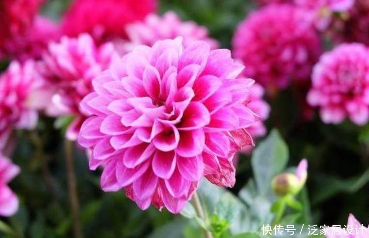 4种花自带福气好养活,个个都是高颜值,养在家里寓意好