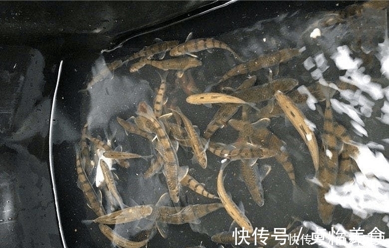 石斑鱼|溪石斑，鱼体虽小价格昂贵，很多钓鱼人根本不懂如何垂钓！