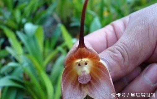 动物|花儿也疯狂,明明是花,就是不认输,非要长的和动物一模一样