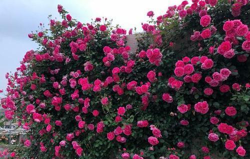 长势|4种藤本月季,长势旺花量大,养两年开出花墙,适合新手