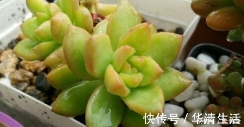 多肉度夏难？选择这些多肉植物准没错，安全度夏无压力！不要错过