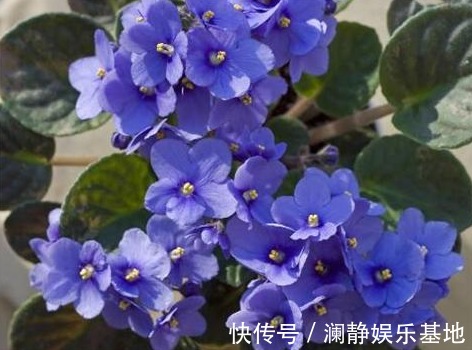 5种“懒人花”，个个长爆盆，开花也漂亮，家里变成“小花园”