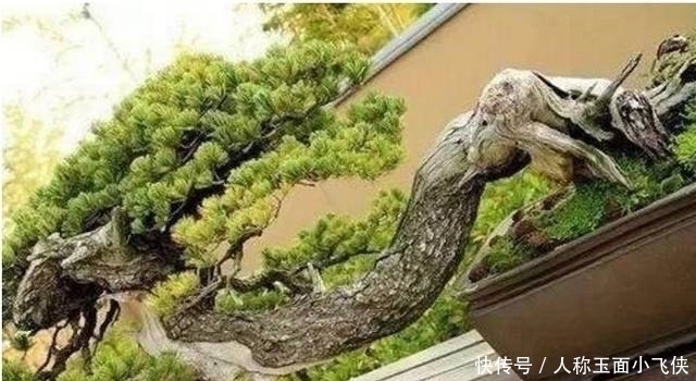 寂寞|养花的人,心情平和,耐住寂寞,自信把握,事业有果,幸福颇多