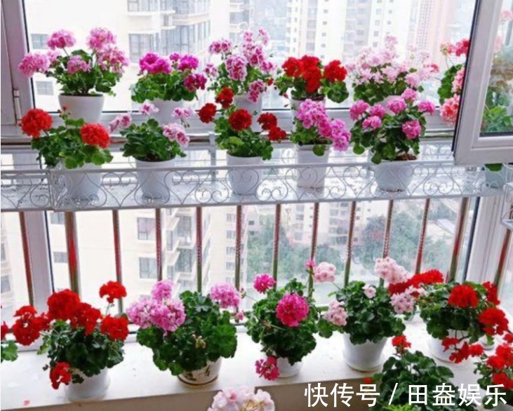 阳台爆盆首选，开花量大，花期长，懒人新手都能养，美爆阳台！