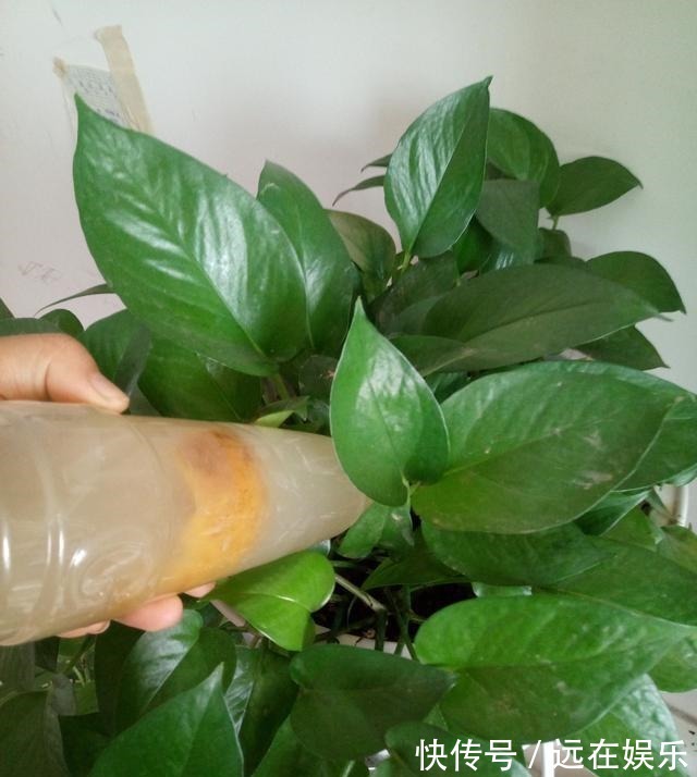 三层楼|用这“3种水”浇绿萝,就相当于施肥了,叶片油绿,挂满三层楼