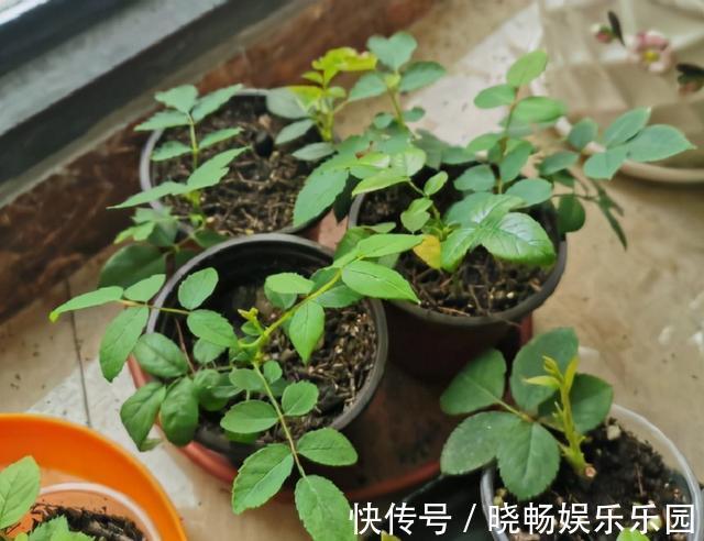 月季扦插新方法，找个饮料瓶，30天长满根，移栽一棵活一棵