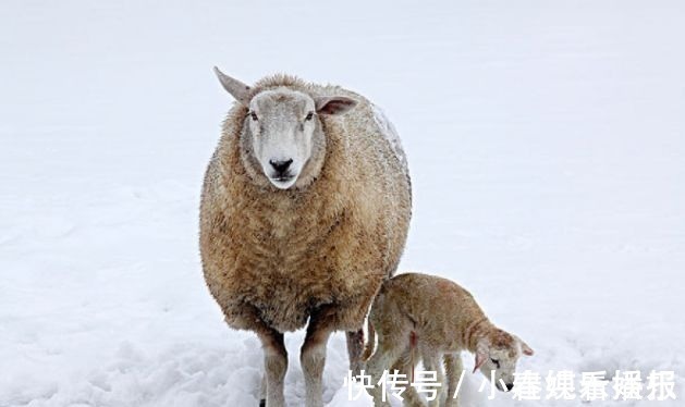 升职期|生肖羊：七月运势照旧，如果处于升职期需要注意以下几点